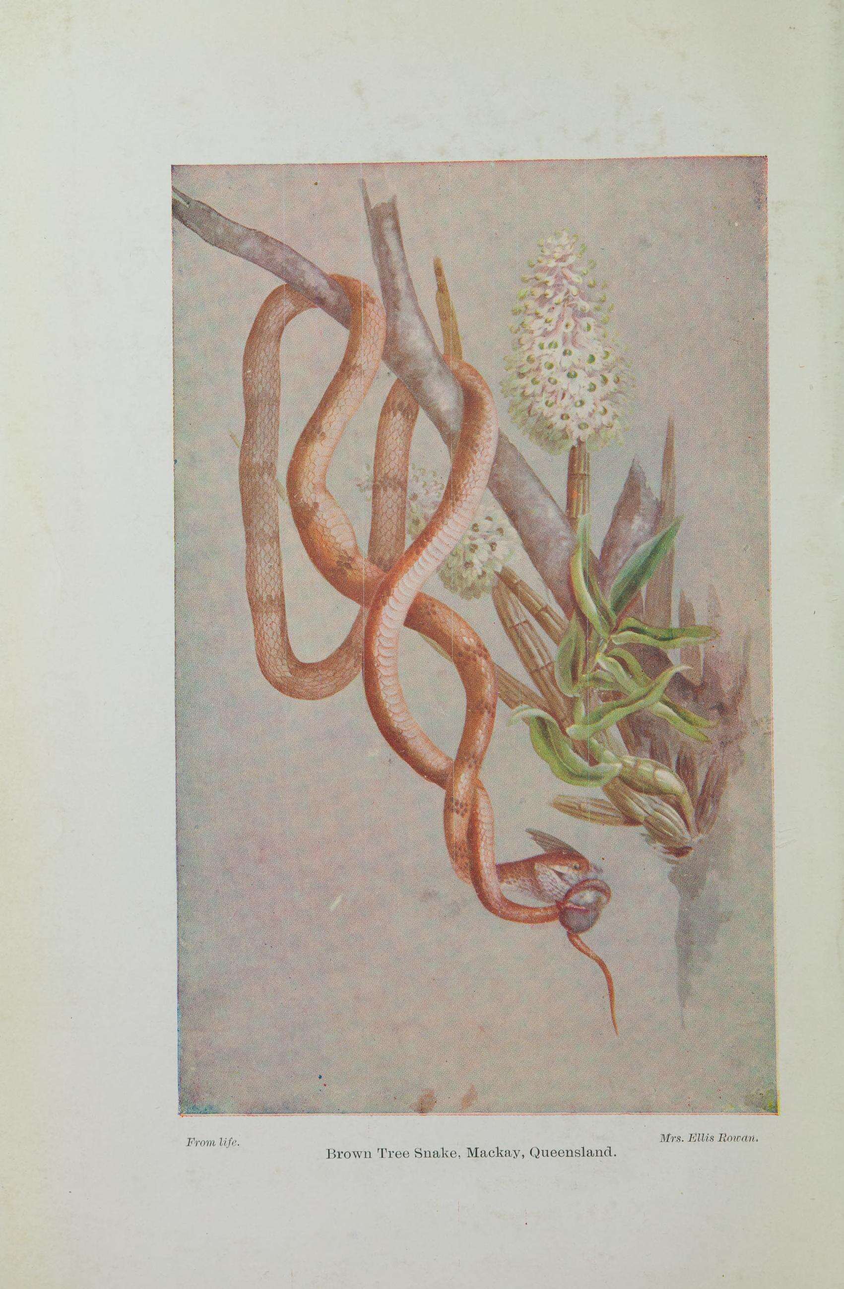 Image of Brown tree snake