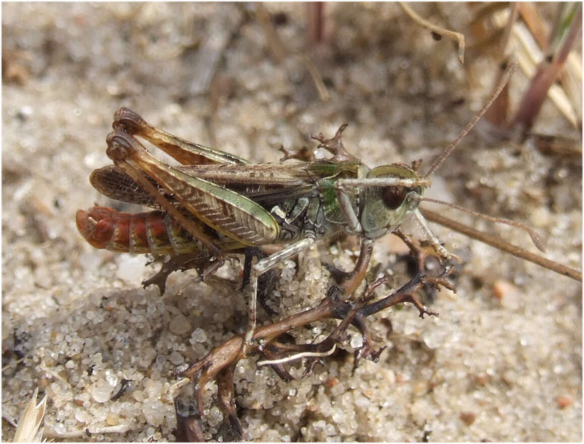 Plancia ëd Myrmeleotettix