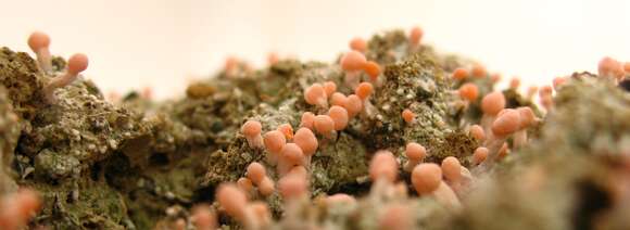 Image of Beret lichens