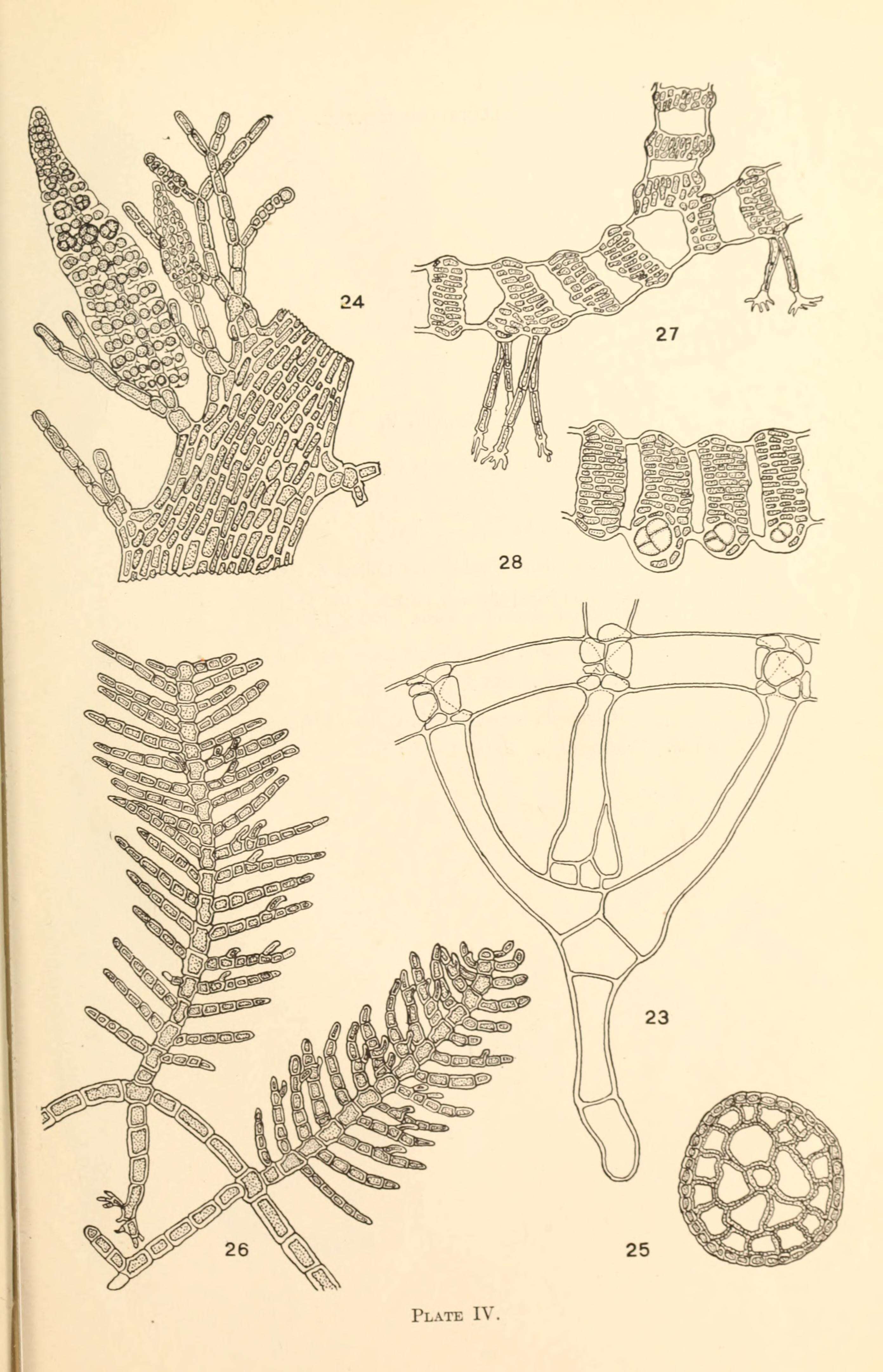 Image of Gymnothamnion J. Agardh 1892