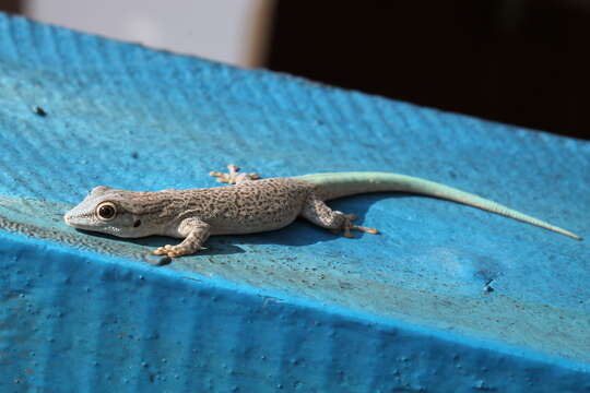 Plancia ëd Phelsuma mutabilis (Grandidier 1869)