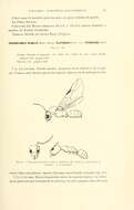 Image of Linepithema micans