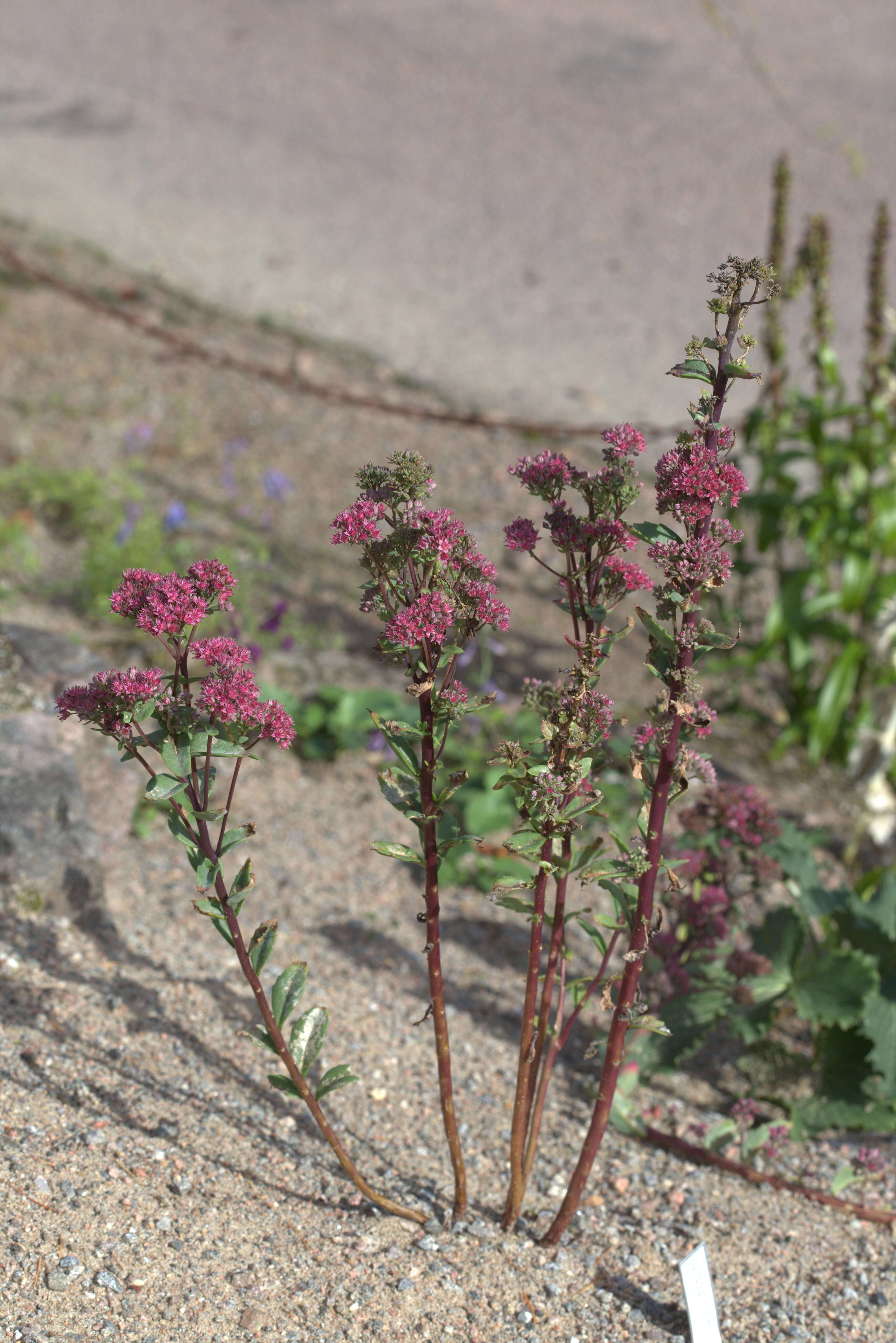 Image of Orpine