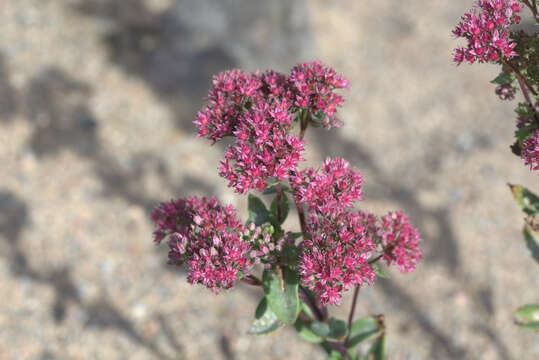 Image of Orpine