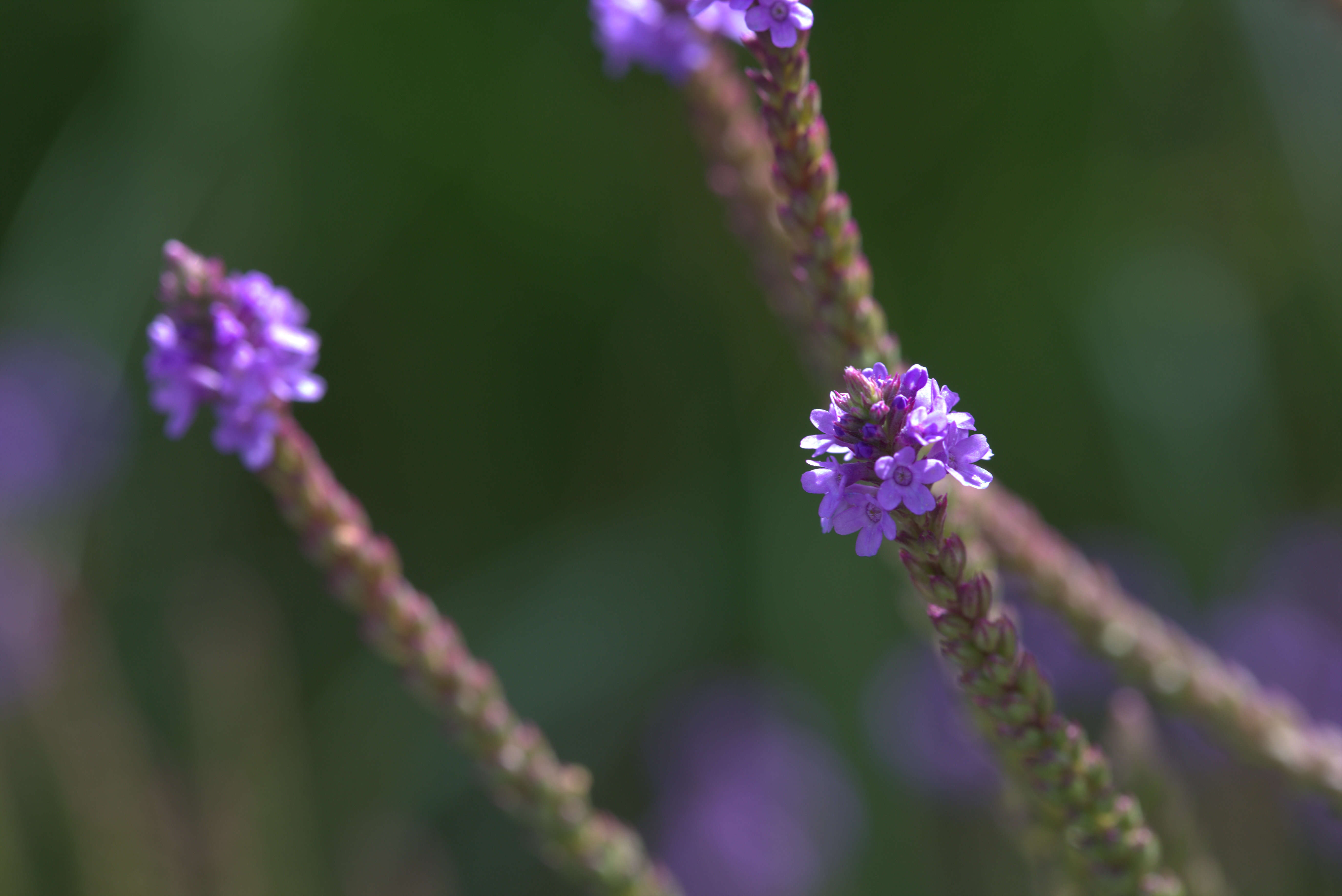 Image of swamp verbena