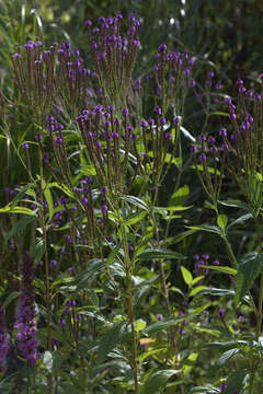 Image of swamp verbena