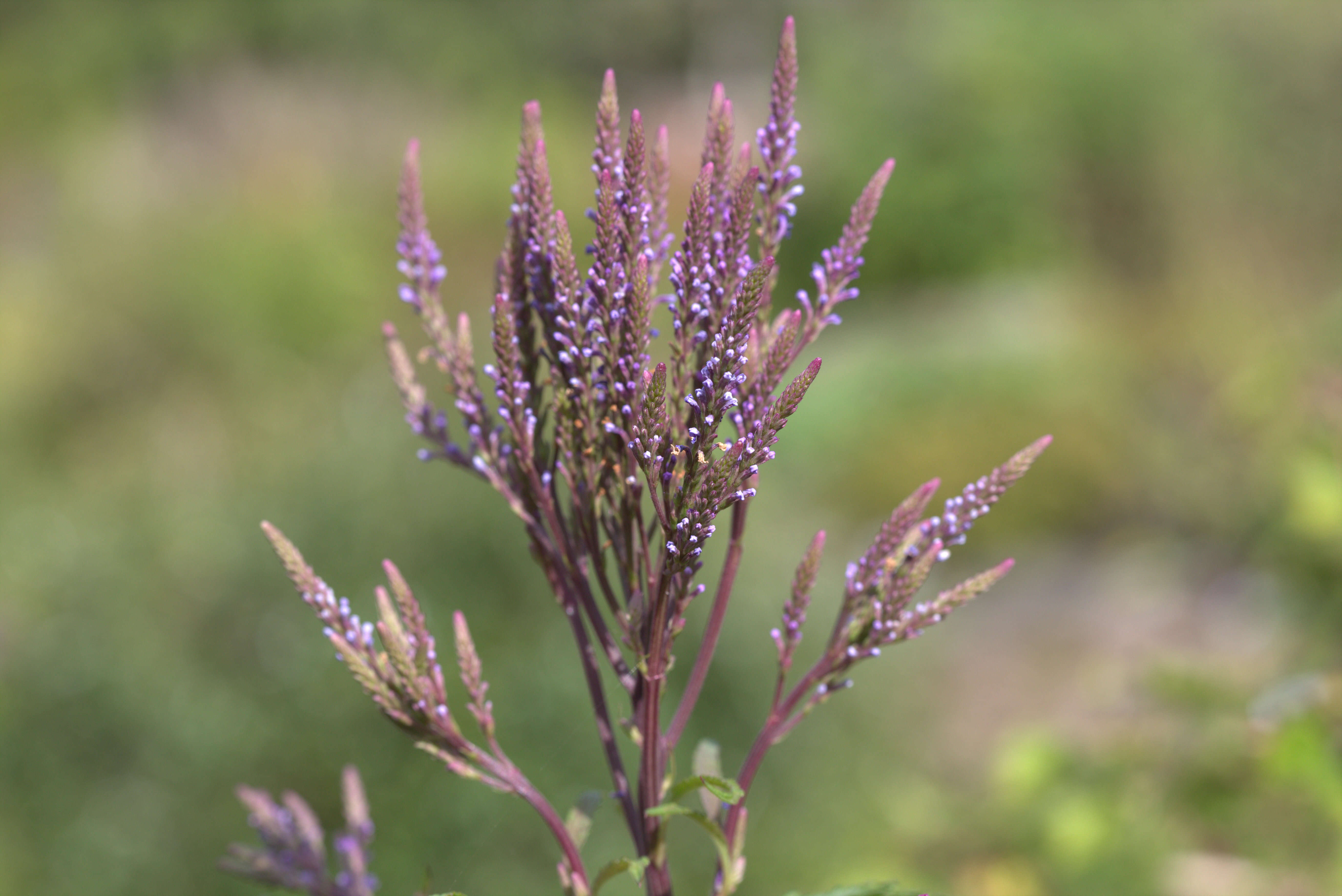 Image of swamp verbena