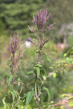 Image of swamp verbena