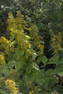 Image of Broad-leaved goldenrod