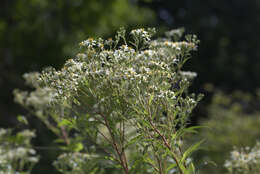 Imagem de Doellingeria umbellata (Mill.) Nees