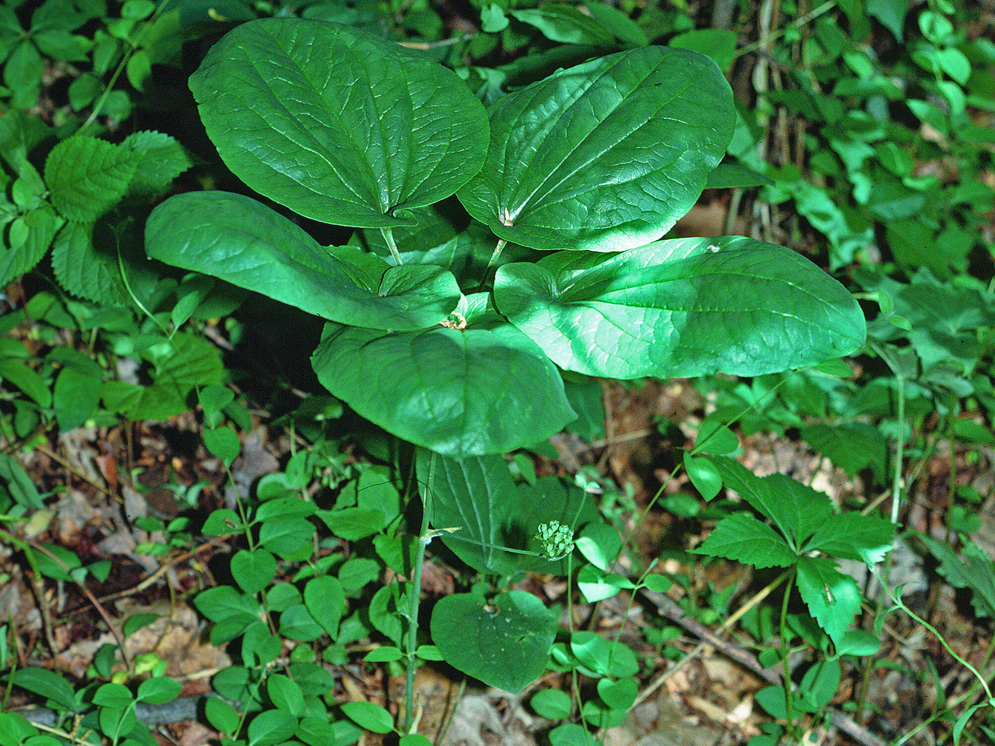 Smilax herbacea L. resmi