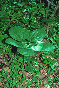 Image of smooth carrionflower