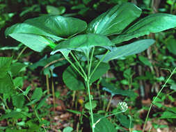 Image of smooth carrionflower