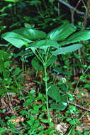 Image of smooth carrionflower