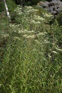 Imagem de Doellingeria umbellata (Mill.) Nees