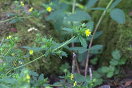 Image of villous cinquefoil