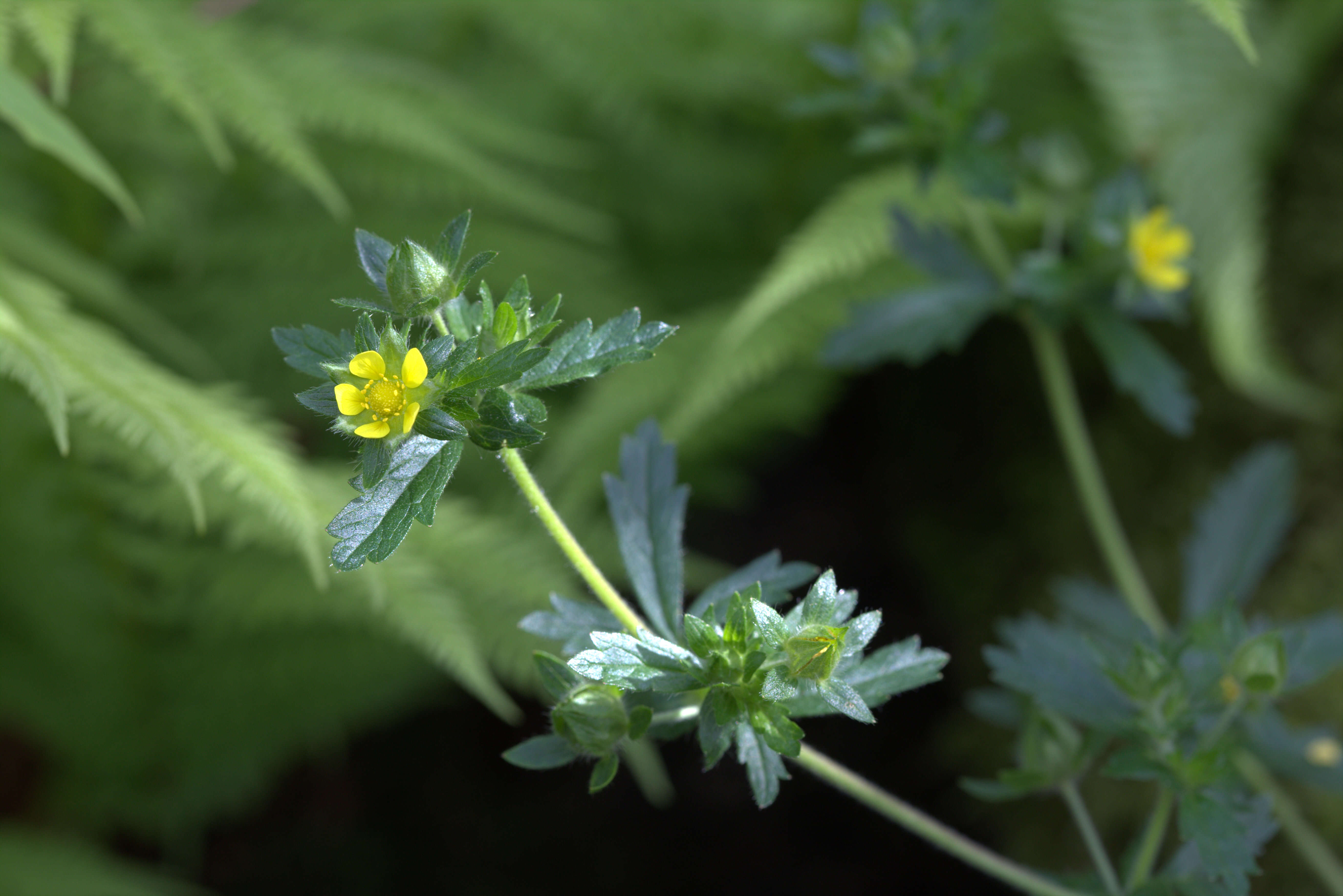 Image of villous cinquefoil