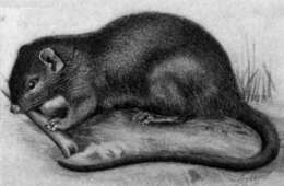 Image of Panama Gliding Spiny Rat