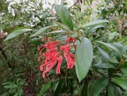 Image of Grevillea bemboka Stajsic & Molyneux