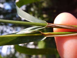 Imagem de Elymus virginicus L.