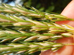 Imagem de Elymus virginicus L.