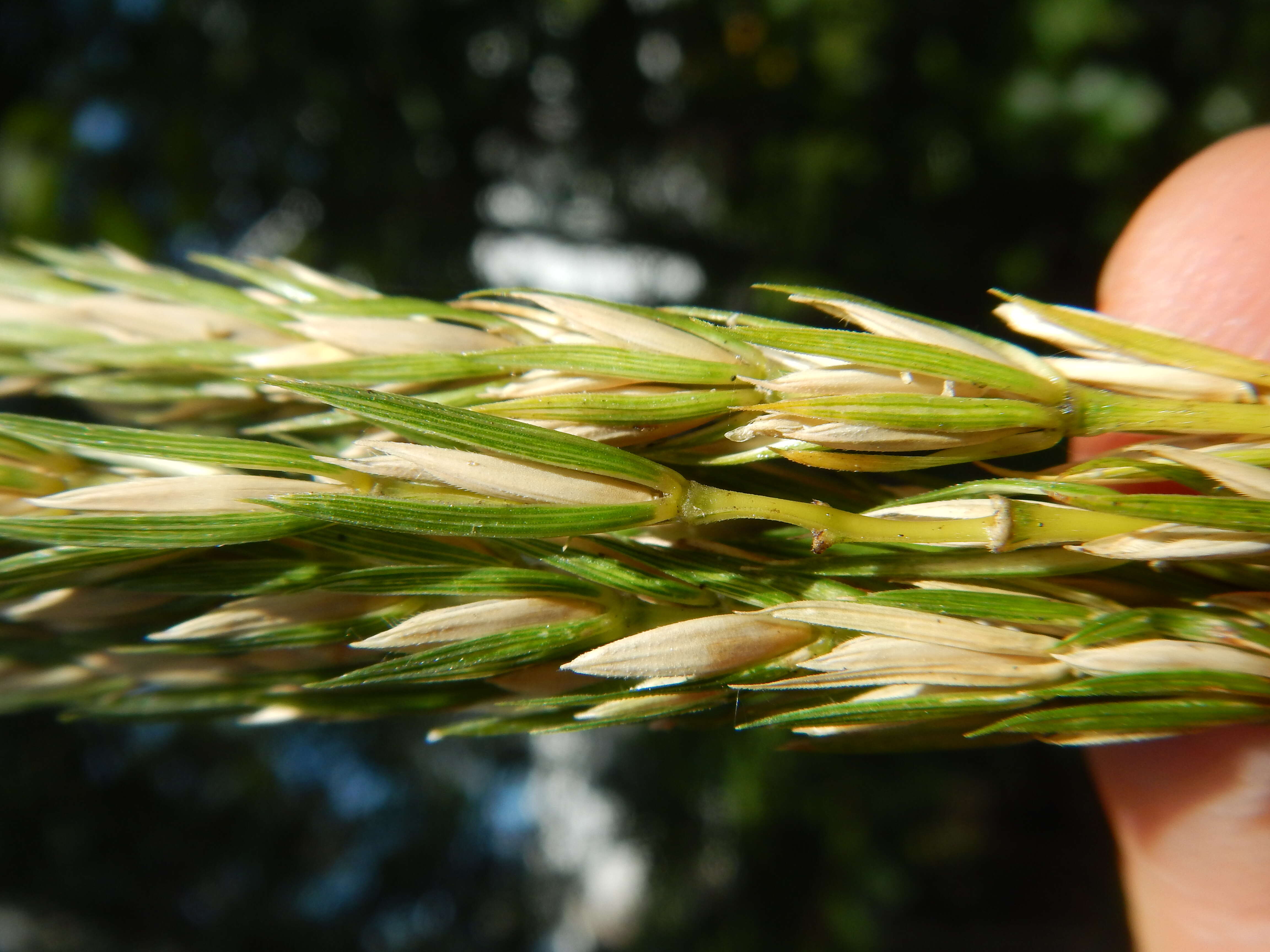 Imagem de Elymus virginicus L.