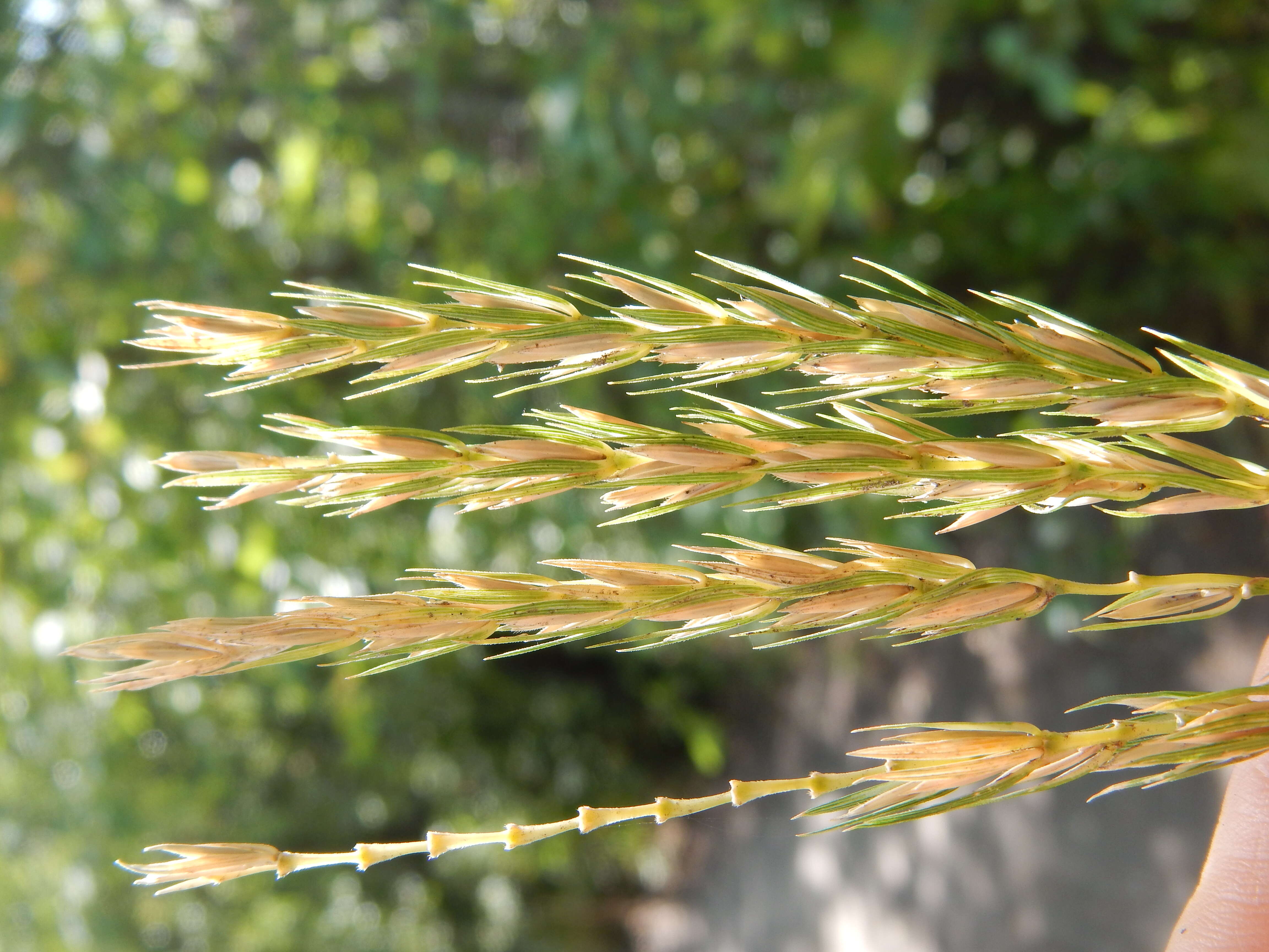 Imagem de Elymus virginicus L.