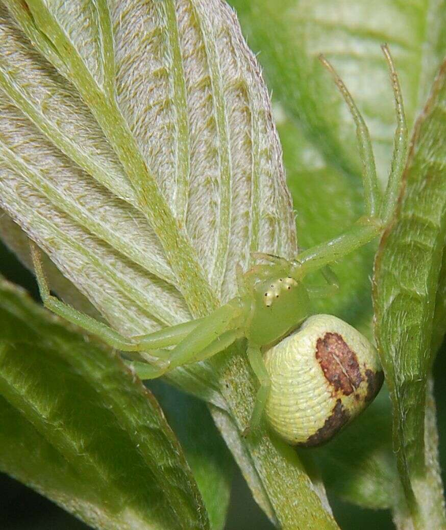 Sivun Ebrechtella tricuspidata (Fabricius 1775) kuva