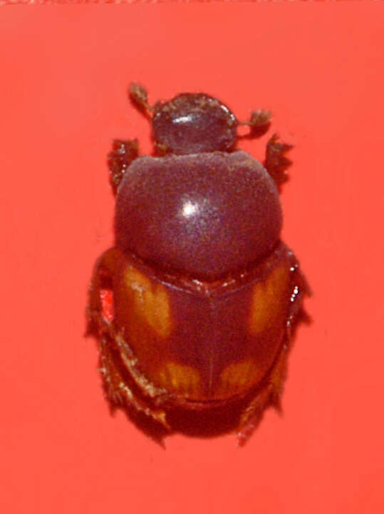 Image of Caccobius (Caccobius) schreberi (Linnaeus 1767)