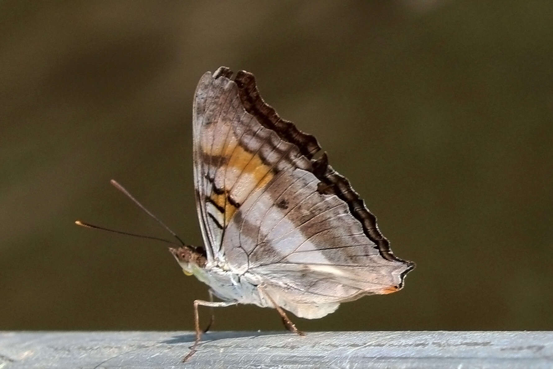 Image of Doxocopa linda Felder 1862