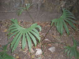 Image of Anthurium pedatoradiatum Schott