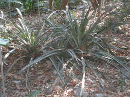 Sivun Bromelia karatas L. kuva