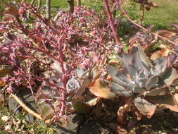 Plancia ëd Echeveria gibbiflora DC.