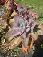 Plancia ëd Echeveria gibbiflora DC.