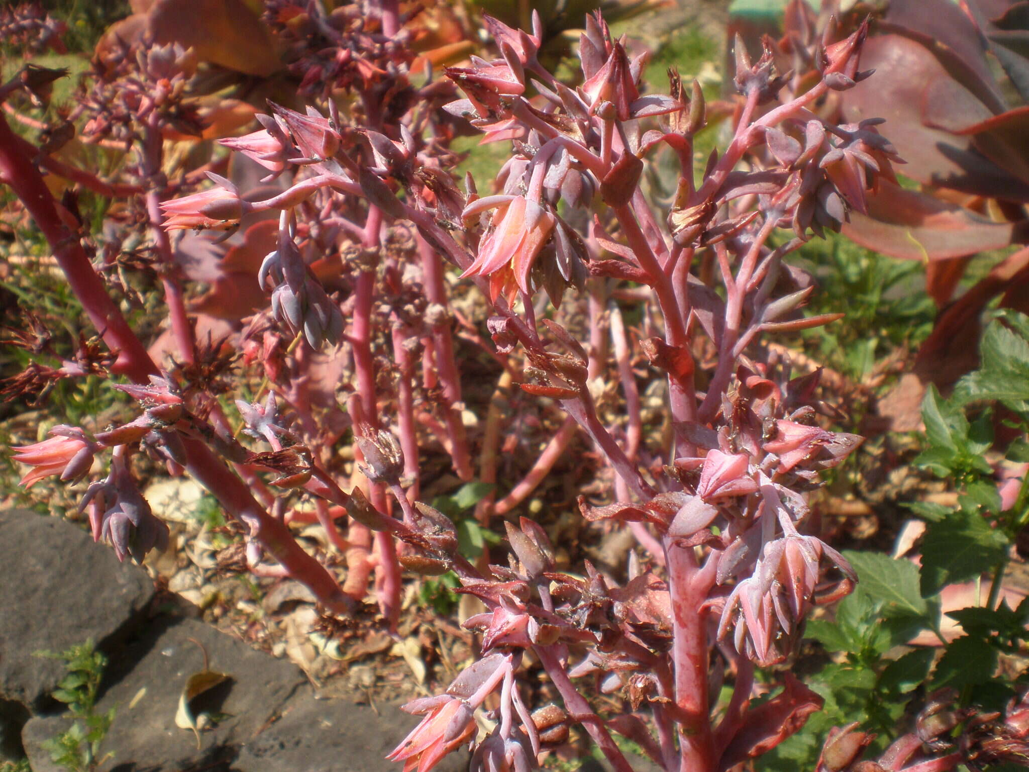 Plancia ëd Echeveria gibbiflora DC.