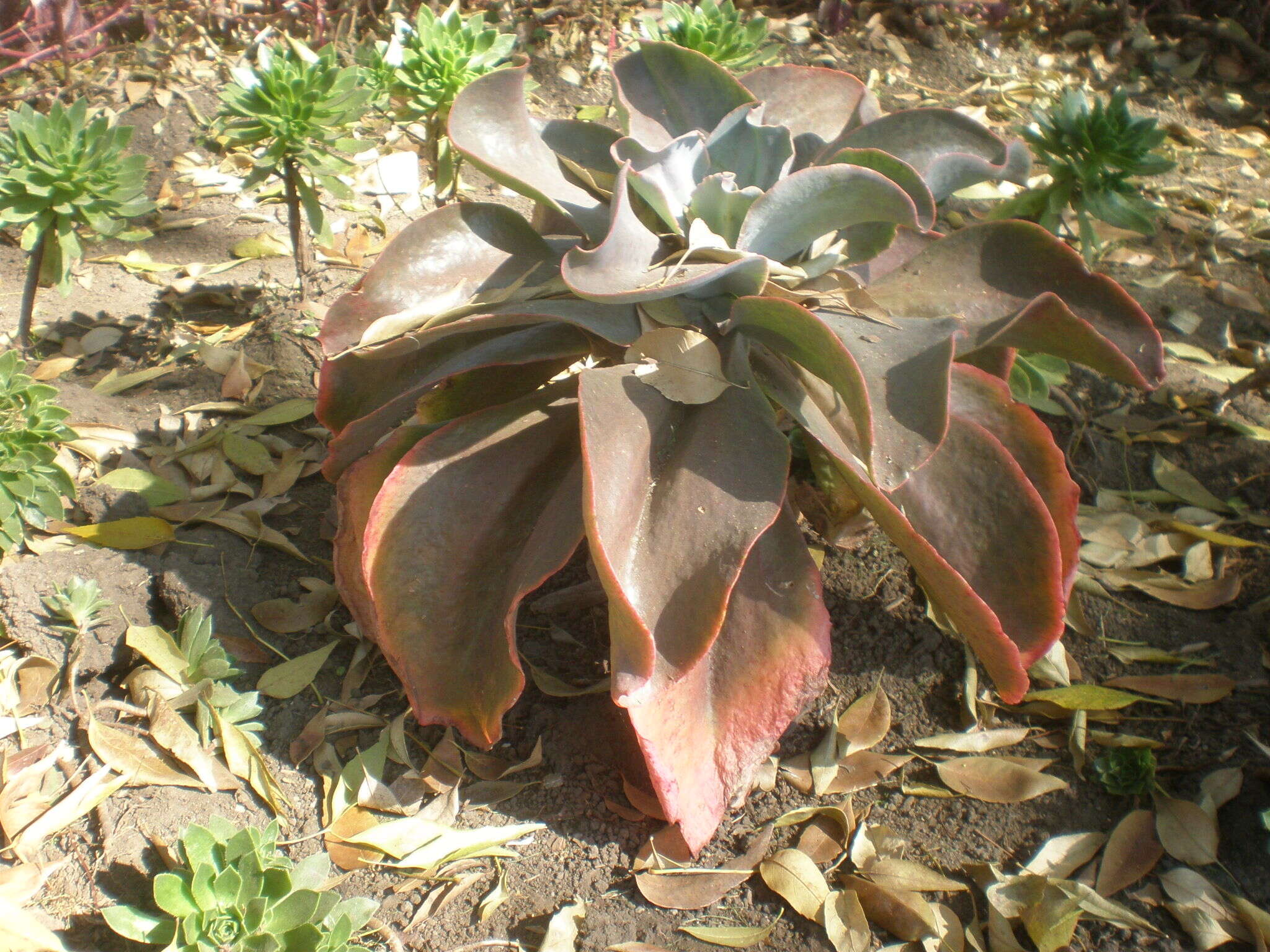 Plancia ëd Echeveria gibbiflora DC.