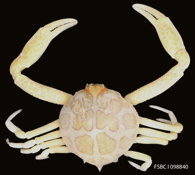 Image of Mottled Purse Crab