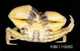 Image of Western mud crab