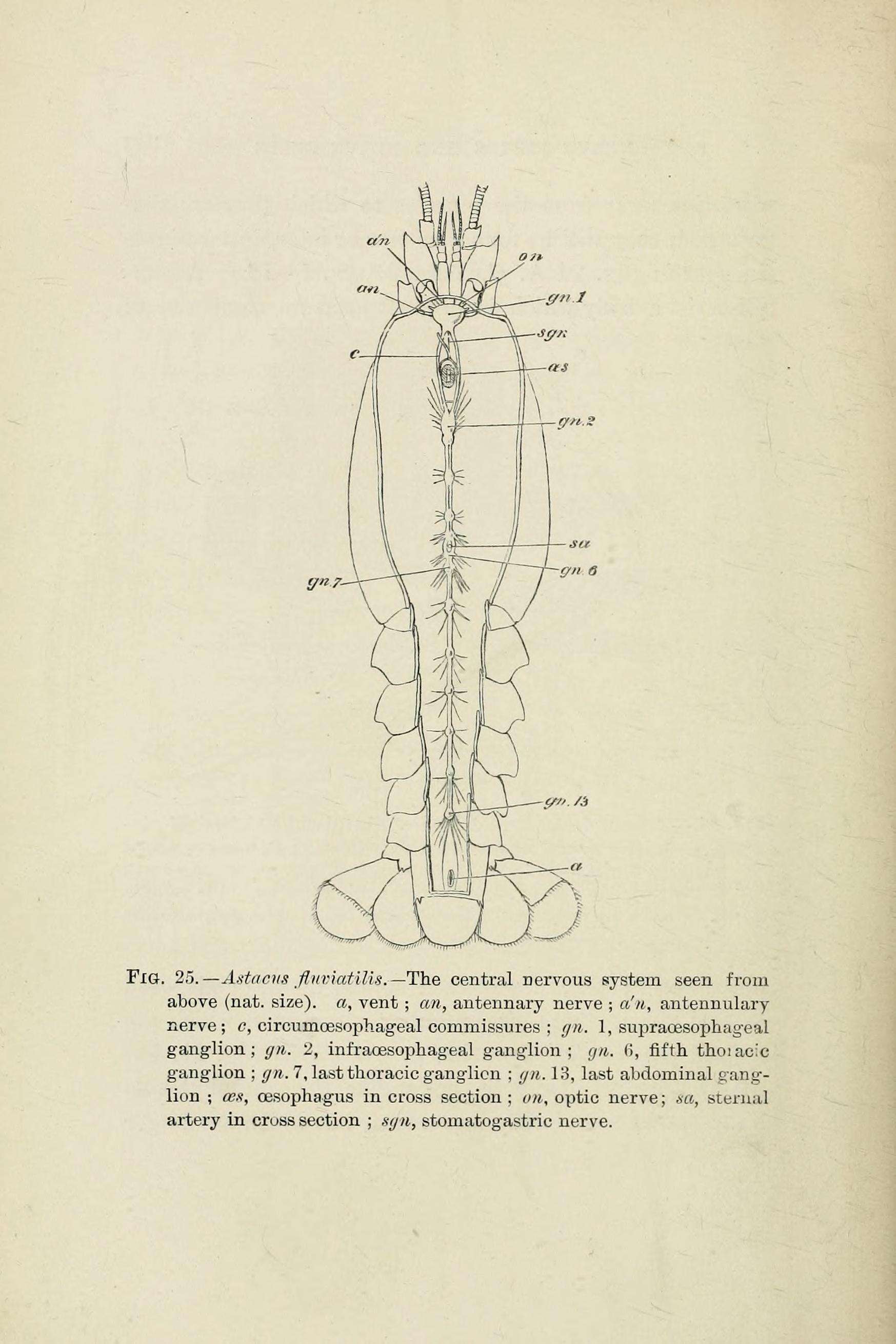 Image of Broad-clawed Crayfish