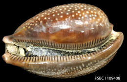 Image of Atlantic deer cowrie