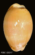 Image of Atlantic gray cowrie