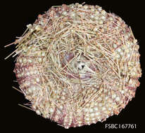 Image of Pale spine fire urchin