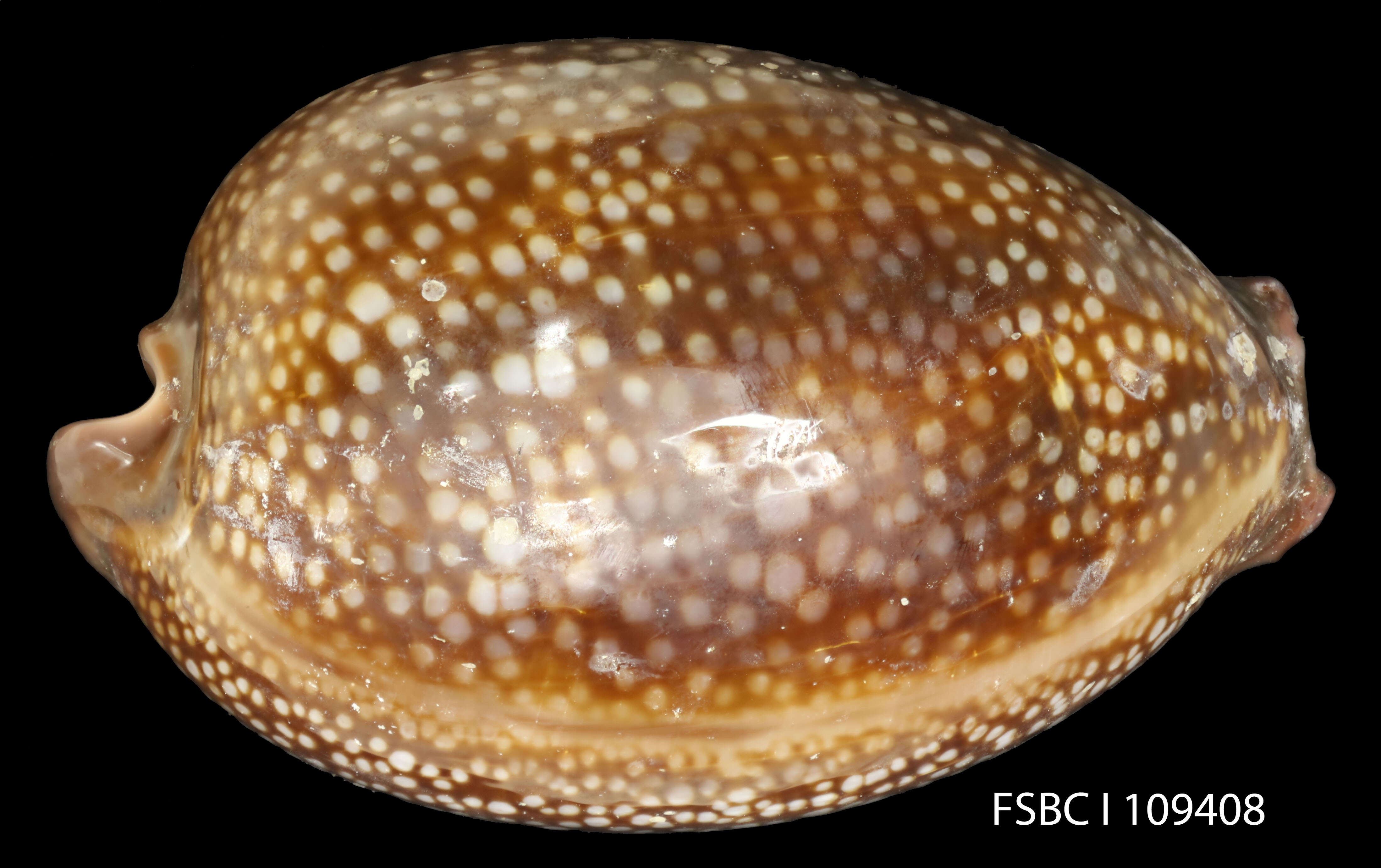 Image of Atlantic deer cowrie