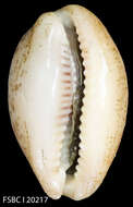 Image of Atlantic gray cowrie