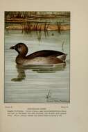 Image of Pied-billed Grebe