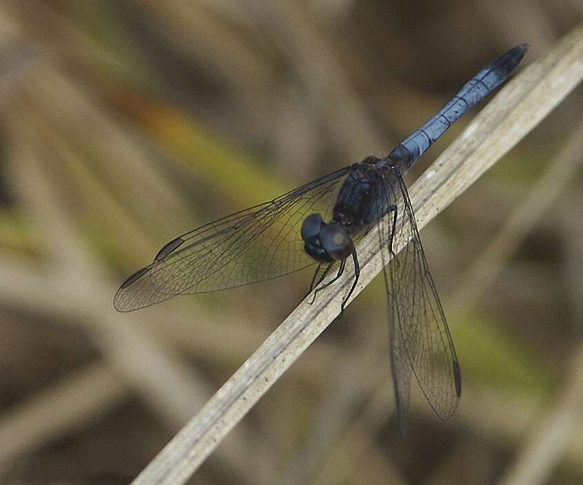 Image of Little Blue Dragonlet