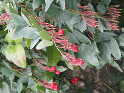 Image of Berberidopsis corallina Hook. fil.