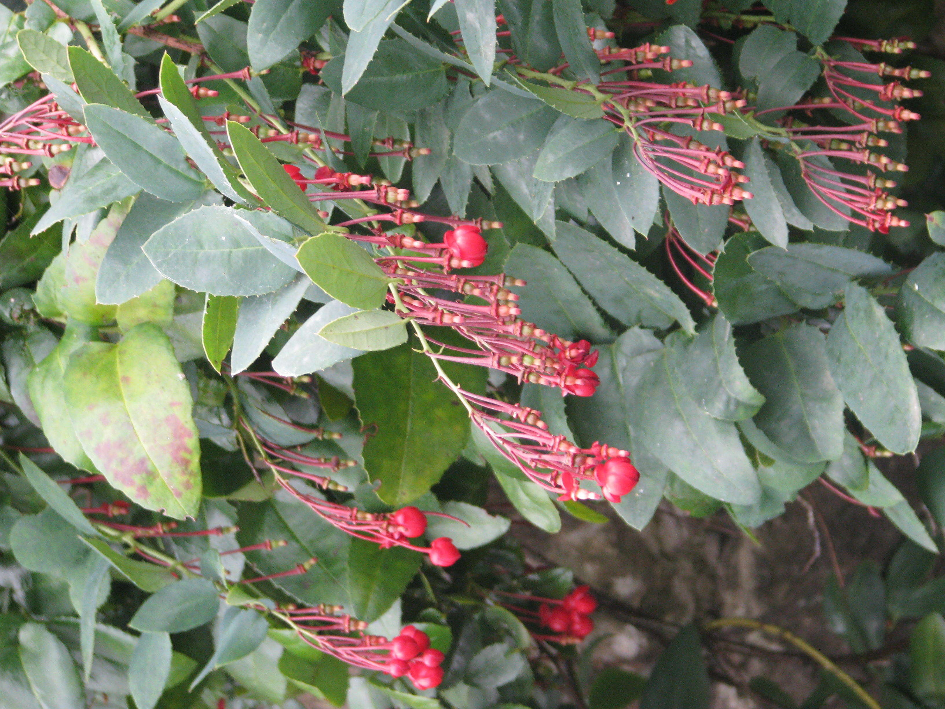 Plancia ëd Berberidopsis corallina Hook. fil.