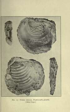 Image of Pterioidea Gray 1847