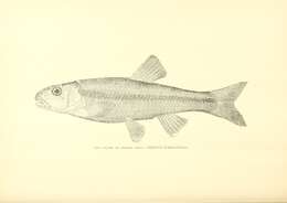 Imagem de Nocomis biguttatus (Kirtland 1840)